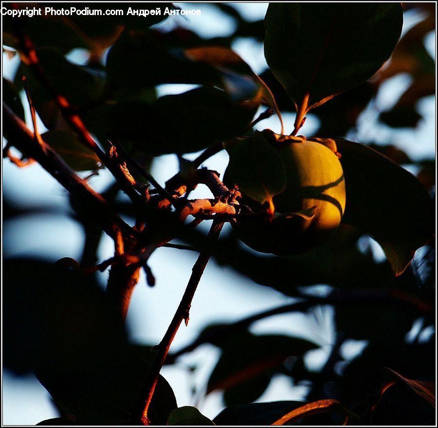 Fruit, Persimmon, Conifer, Fir, Plant, Tree, Flare