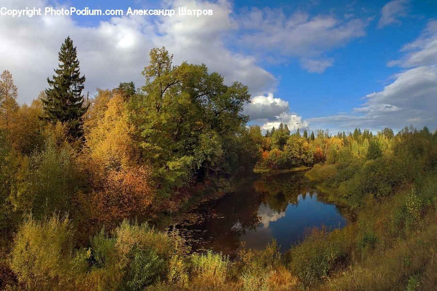 Land, Marsh, Pond, Swamp, Water, Conifer, Fir