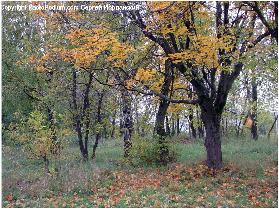 Oak, Tree, Wood, Conifer, Fir, Plant, Forest