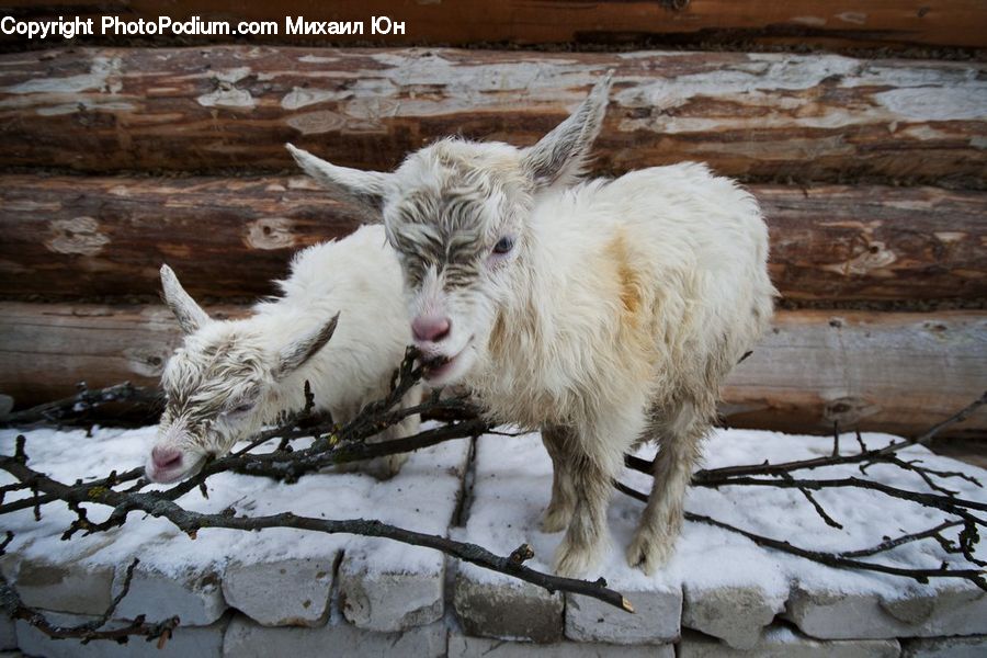 Animal, Goat, Mammal, Mountain Goat, Alpaca, Llama, Wool
