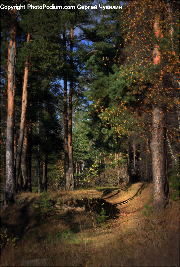 People, Person, Human, Conifer, Fir, Pine, Plant