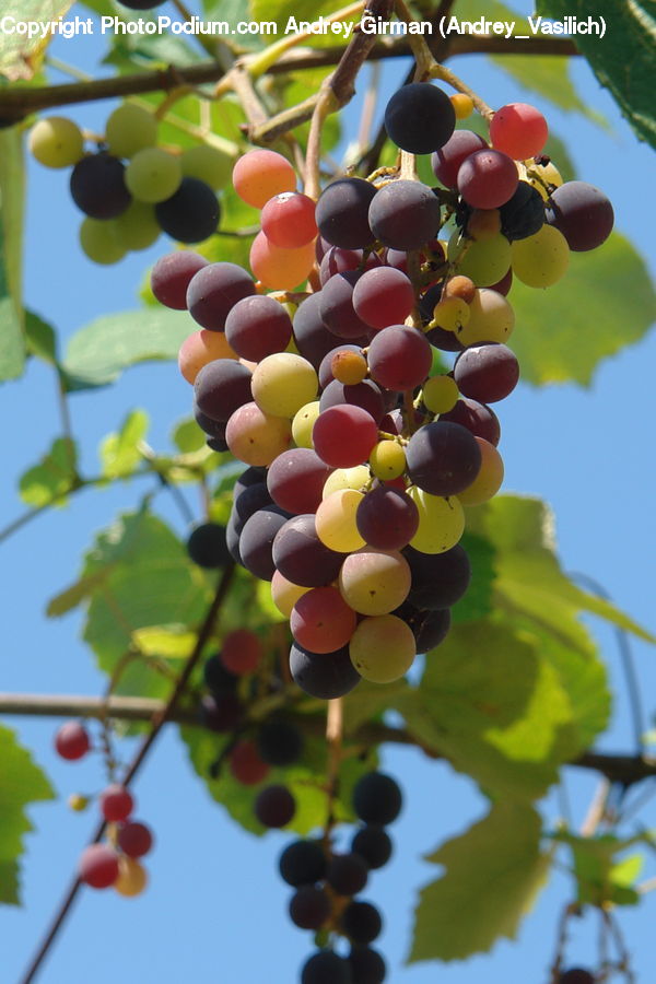 Fruit, Grapes