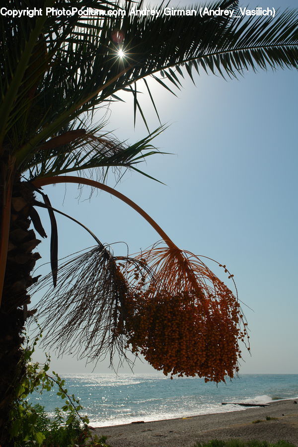 Palm Tree, Plant, Tree, Outdoors, Sea, Water, Forest