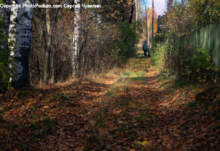 Birch, Tree, Wood, People, Person, Human, Dirt Road