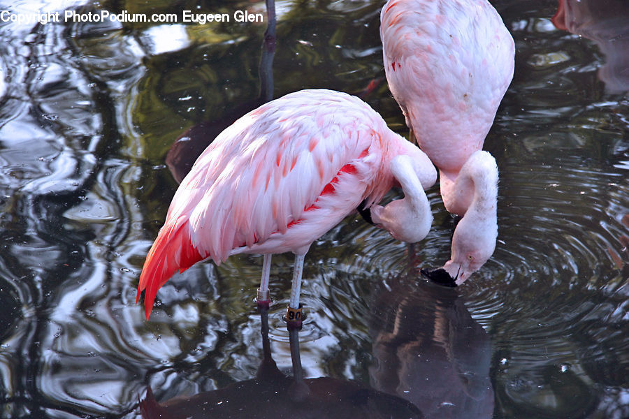 Bird, Flamingo, Flock, Carp, Fish, Koi, Sea Life