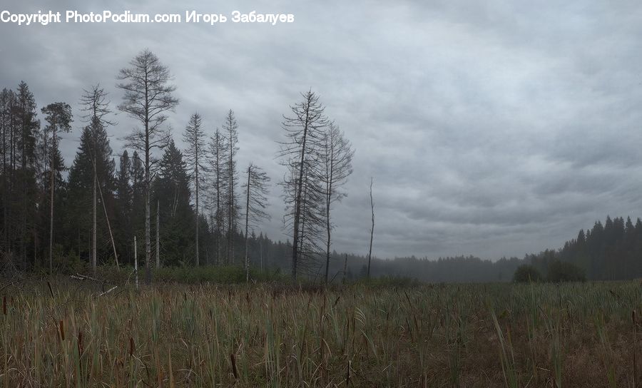 Forest, Vegetation, Grass, Plant, Reed, Tree, Conifer