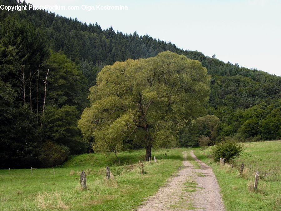 Dirt Road, Gravel, Road, Countryside, Hill, Outdoors, Conifer