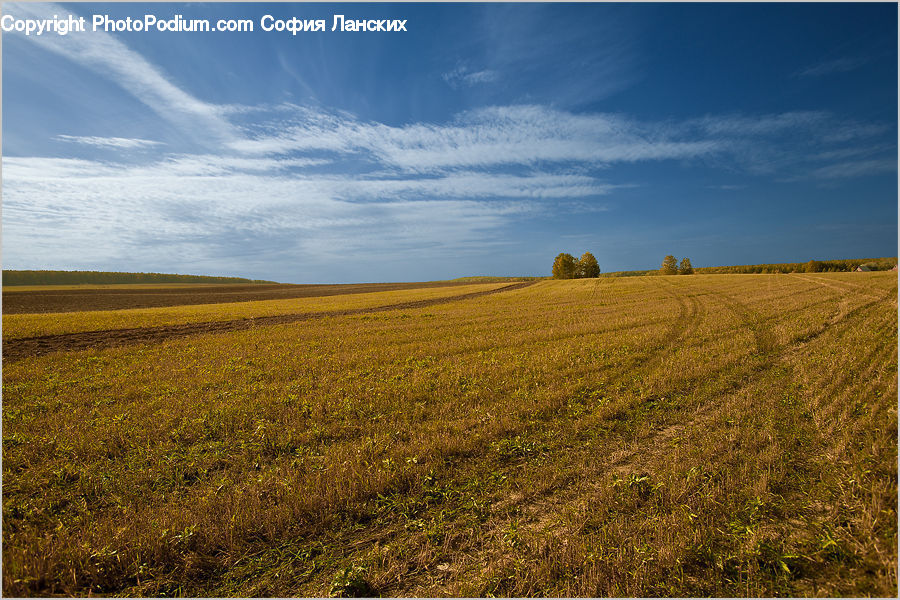 Field, Grass, Grassland, Land, Outdoors, Grain, Wheat