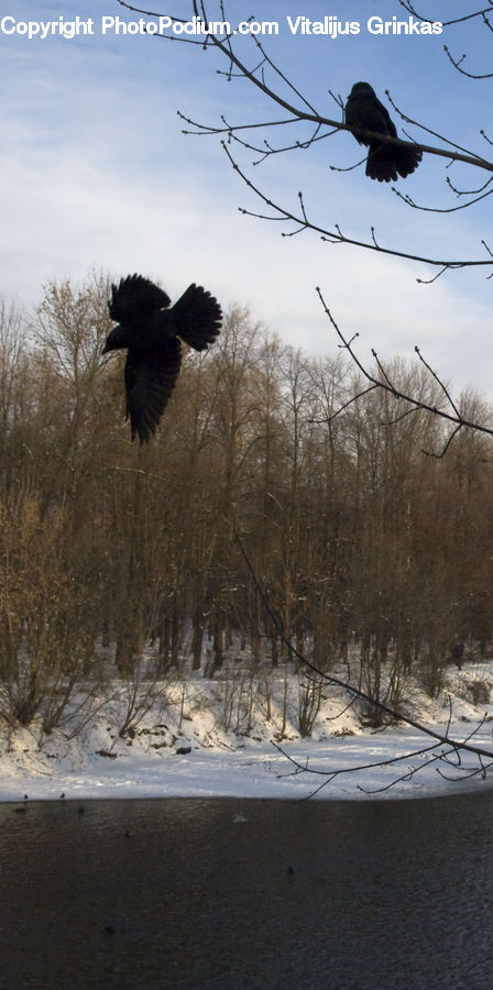 Bird, Blackbird, Crow, Condor, Vulture, Eagle, Ice
