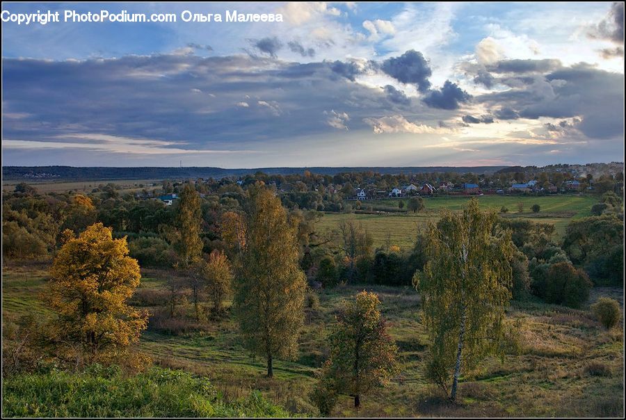 Conifer, Fir, Plant, Tree, Field, Grass, Grassland