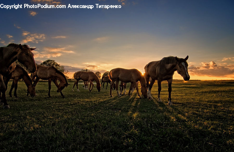 Animal, Horse, Mammal, Colt Horse, Foal, Field, Grass