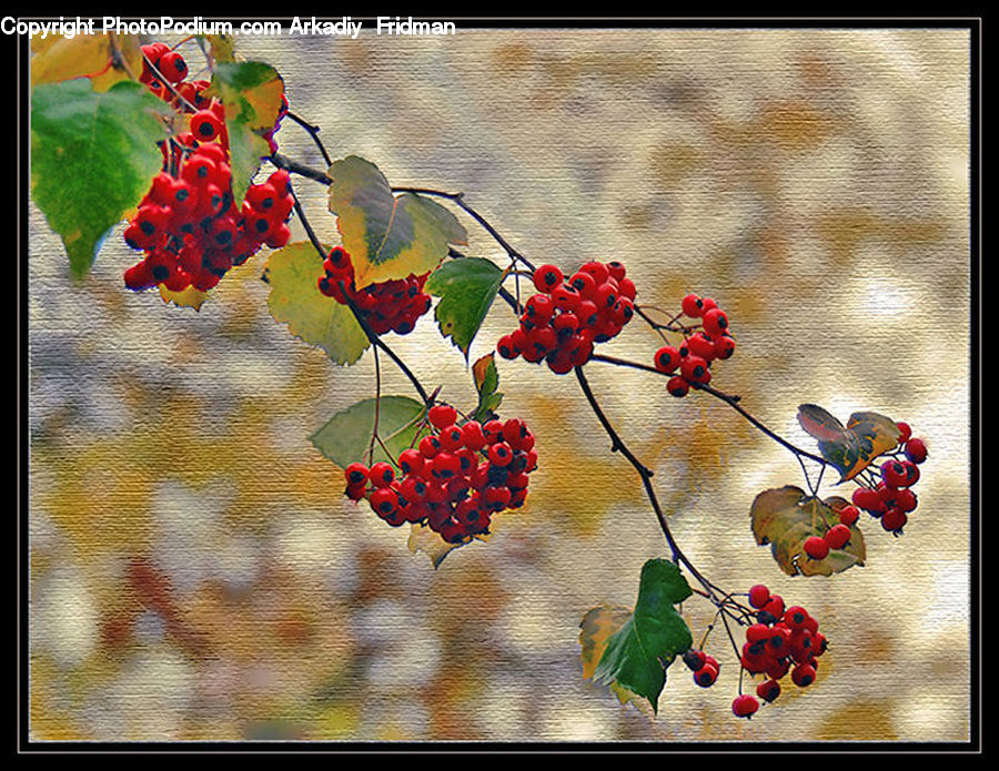 Plant, Vine, Flower Arrangement, Ikebana, Potted Plant, Vase, Blossom