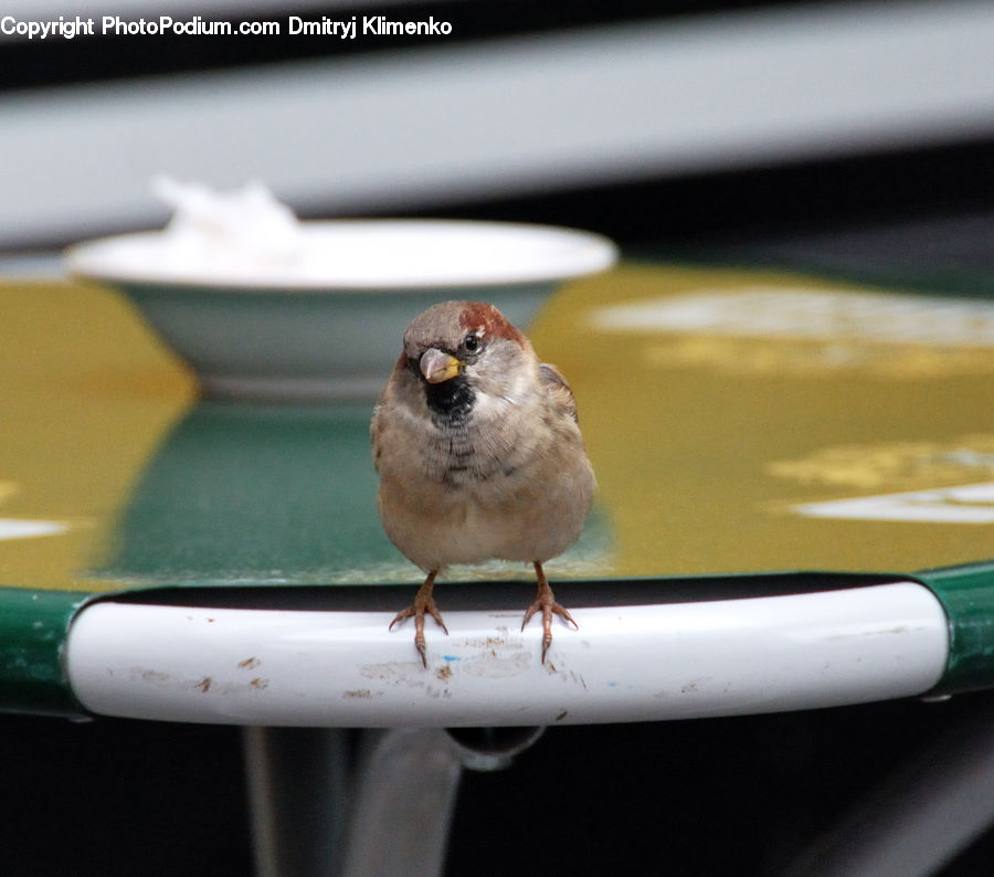 Bird, Sparrow, Finch, Head, Portrait