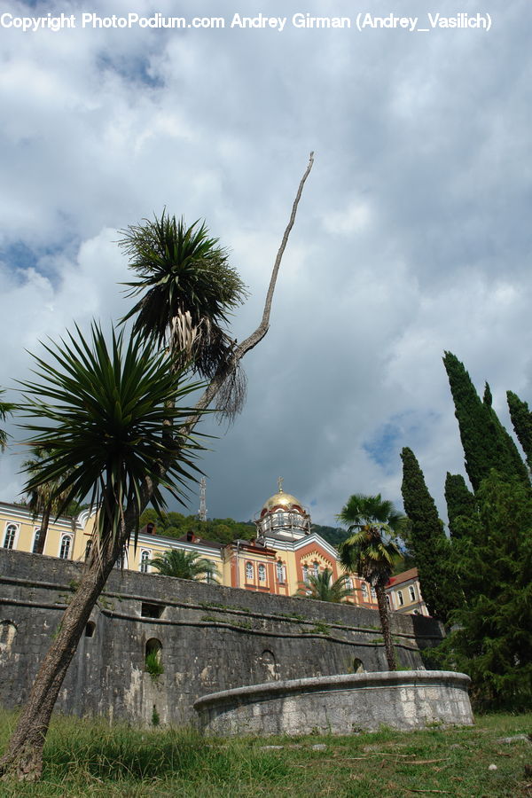 Palm Tree, Plant, Tree, Aloe, Architecture, Dome, Mosque