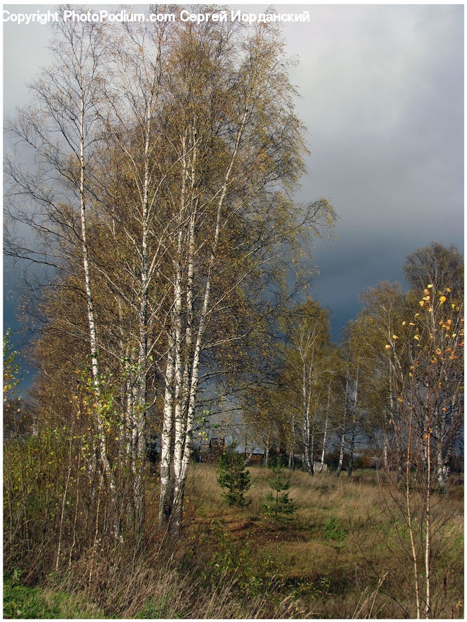 Birch, Tree, Wood, Conifer, Fir, Plant, Dirt Road