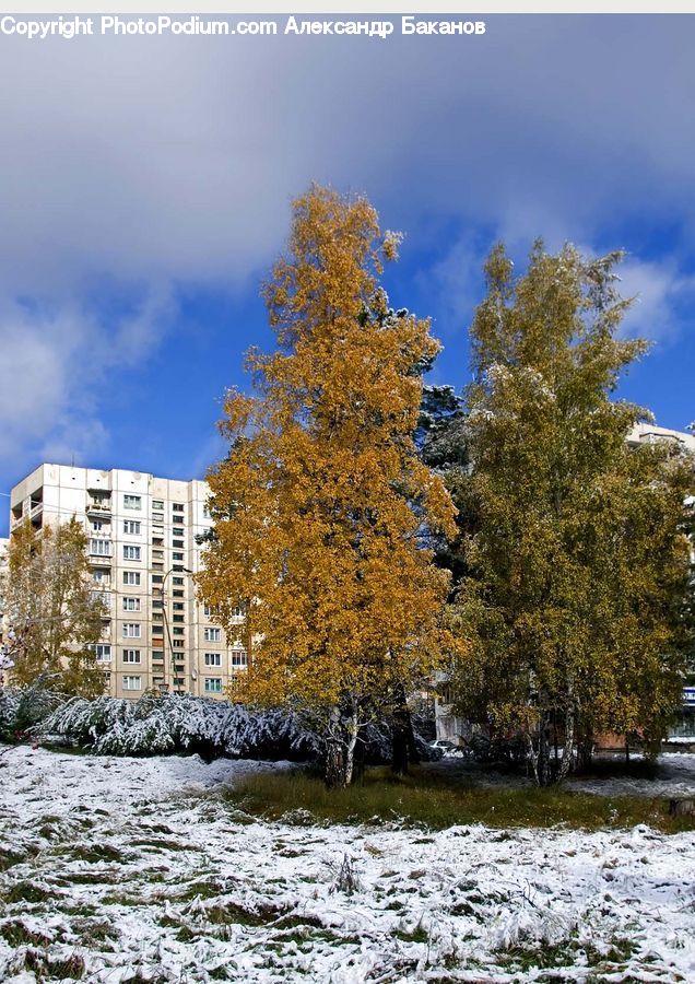 Plant, Tree, Conifer, Fir, Birch, Wood, Building