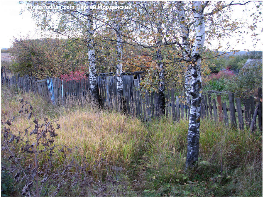 Birch, Tree, Wood, Bush, Plant, Vegetation, Conifer