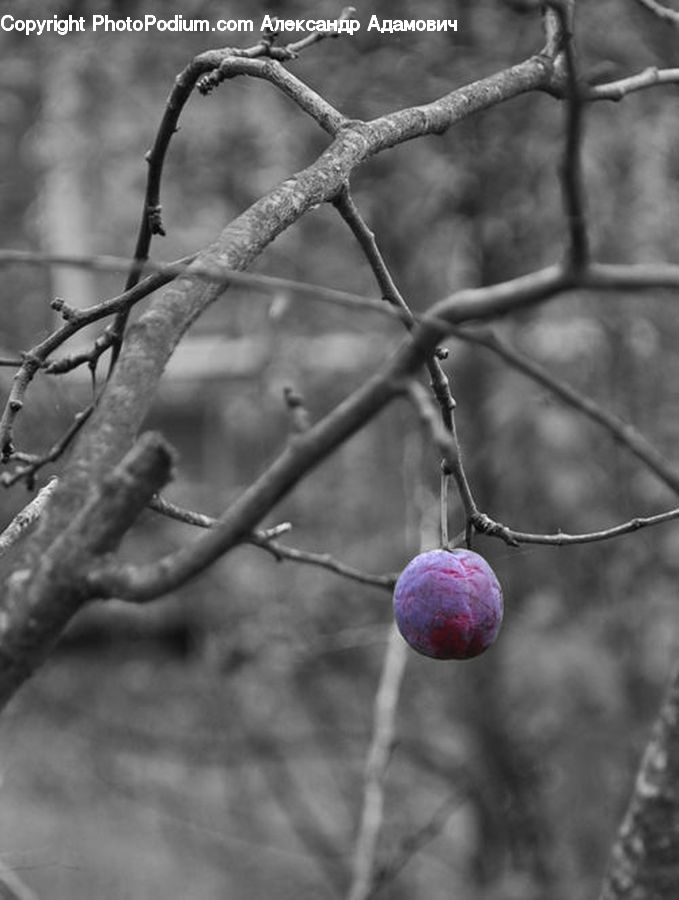 Apple, Fruit, Plum, Blueberry, Plant, Blossom, Flora