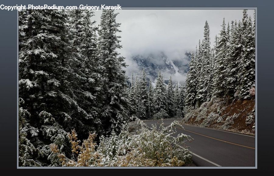 Conifer, Fir, Plant, Tree, Frost, Ice, Outdoors