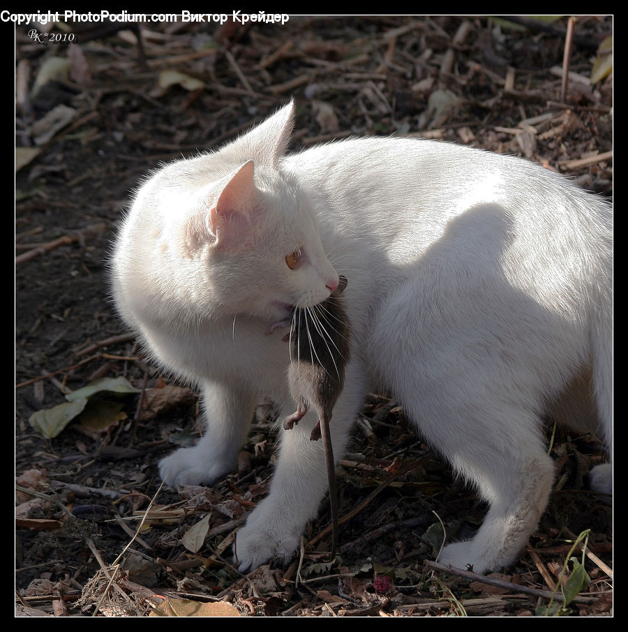 Animal, Kangaroo, Mammal, Wallaby, Cat, Pet, Siamese