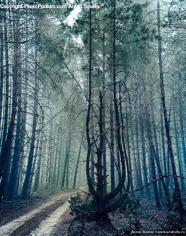 Forest, Vegetation, Grove, Land, Path, Trail, Plant