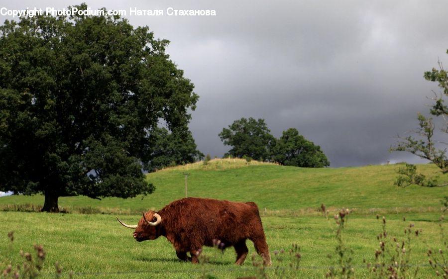 Countryside, Grassland, Meadow, Outdoors, Pasture, Ranch, Animal