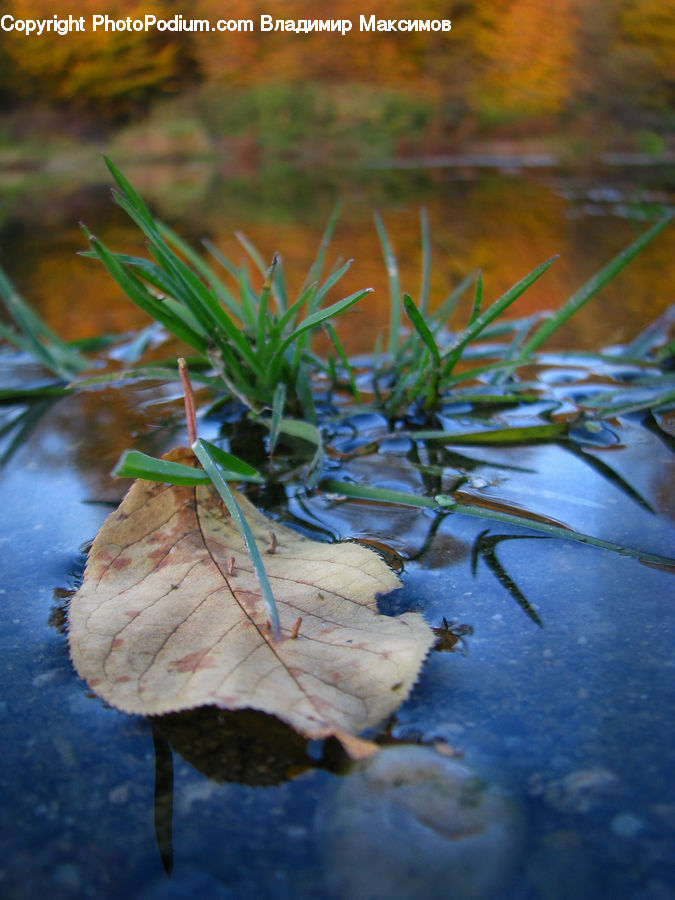 Plant, Weed, Land, Marsh, Pond, Swamp, Water