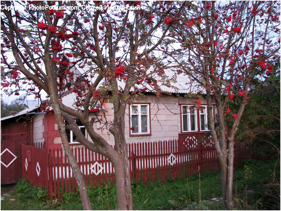 Building, Cottage, Housing, Plant, Tree, Birch, Wood