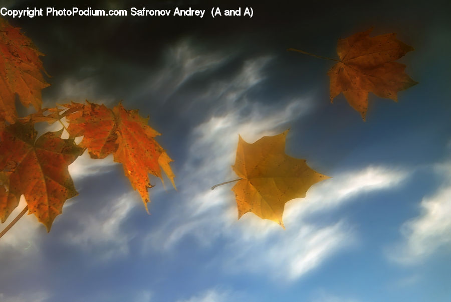 Veins, Maple, Maple Leaf, Plant, Azure Sky, Cloud, Outdoors