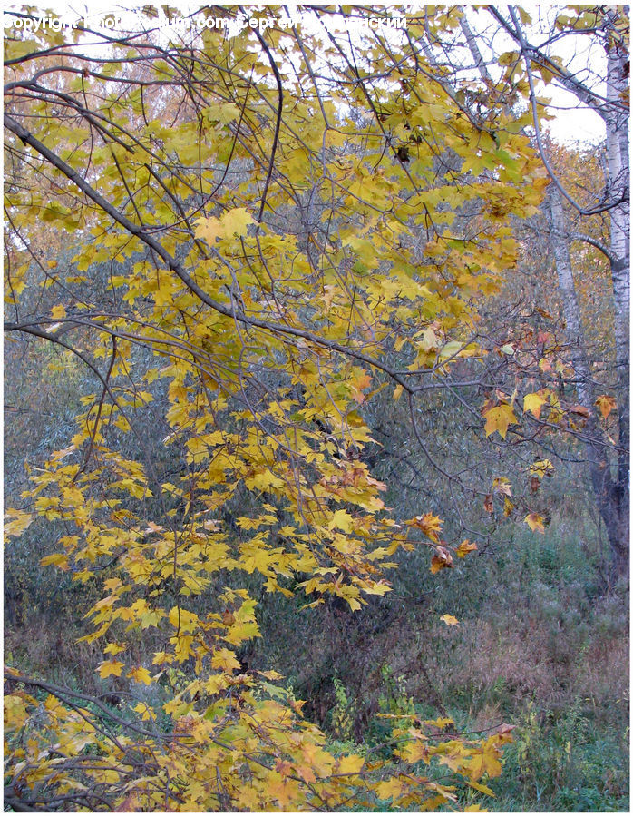 Birch, Tree, Wood, Conifer, Fir, Plant, Oak