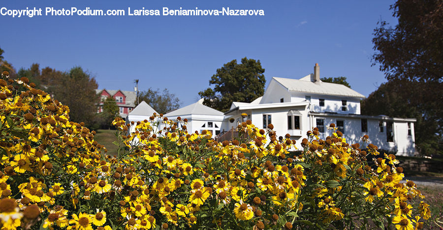 Blossom, Flora, Flower, Plant, Building, Cottage, Housing