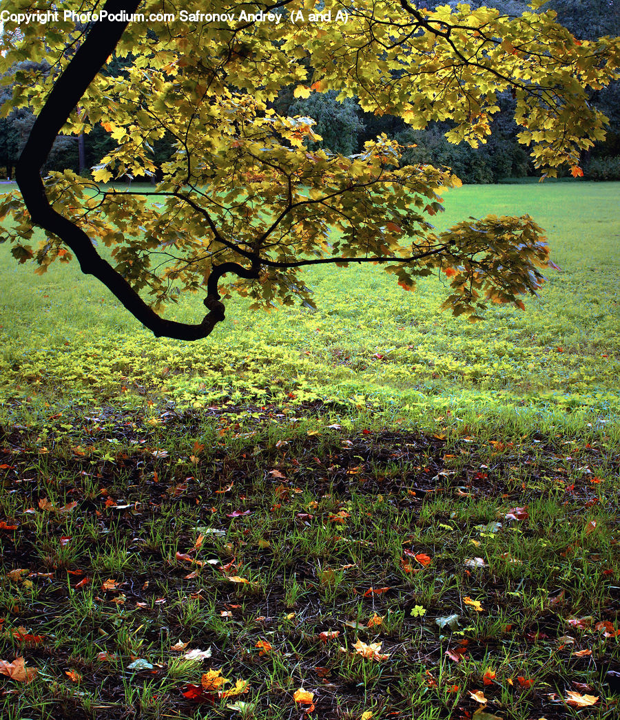 Blossom, Flora, Flower, Plant, Treasure Flower, Ground, Soil