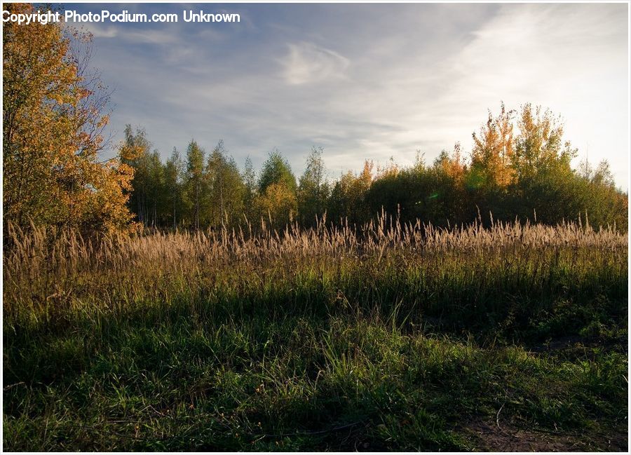 Conifer, Fir, Plant, Tree, Field, Grass, Grassland