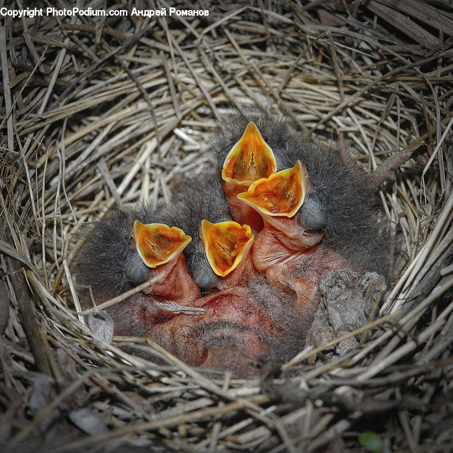 Bird Nest, Nest