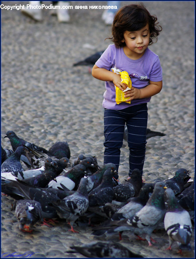 Human, People, Person, Bird, Pigeon, Dove