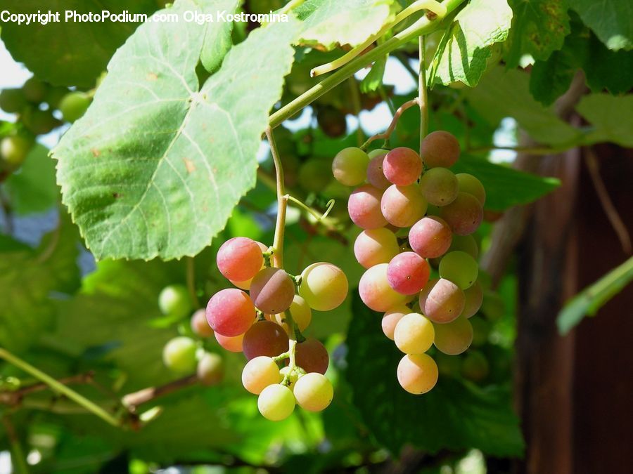 Fruit, Grapes, Plant, Vine, Blossom, Flora, Flower