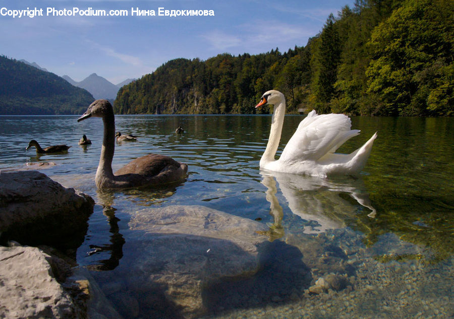 Bird, Swan, Waterfowl, Black Swan, Goose, Water, Outdoors