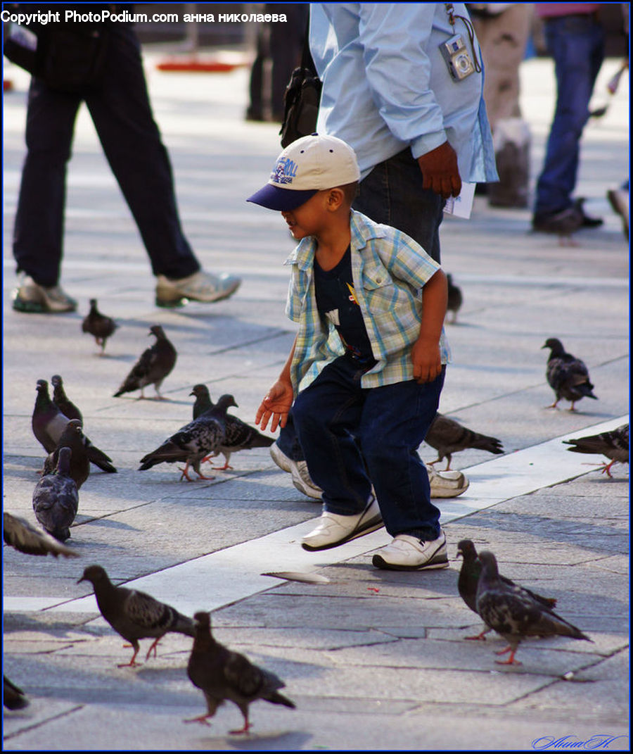 People, Person, Human, Bird, Pigeon, Leisure Activities, Walking