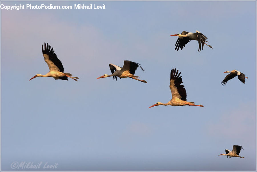Bird, Stork, Crane Bird, Heron, Pelican, Flying