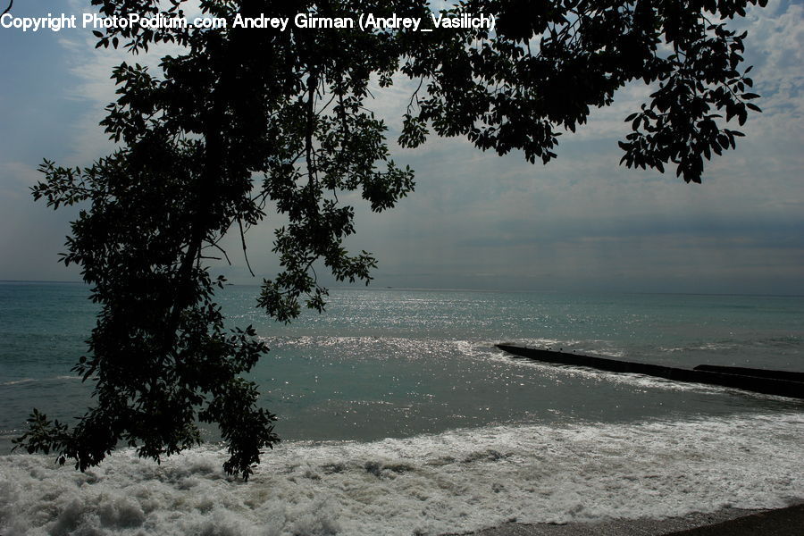 Coast, Outdoors, Sea, Water, Plant, Tree, Beach