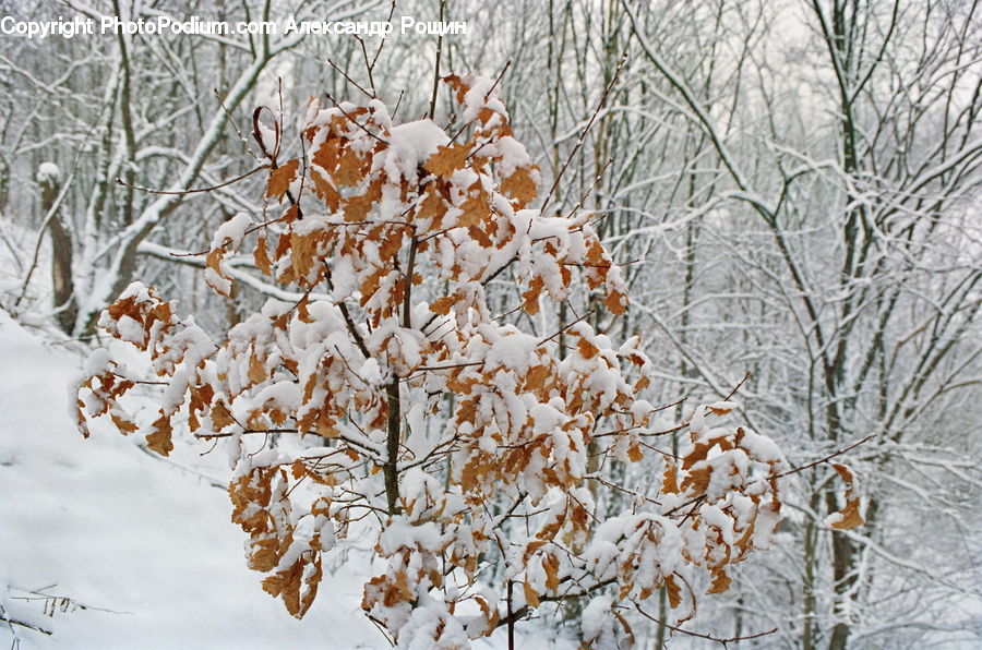 Blizzard, Outdoors, Snow, Weather, Winter, Frost, Ice