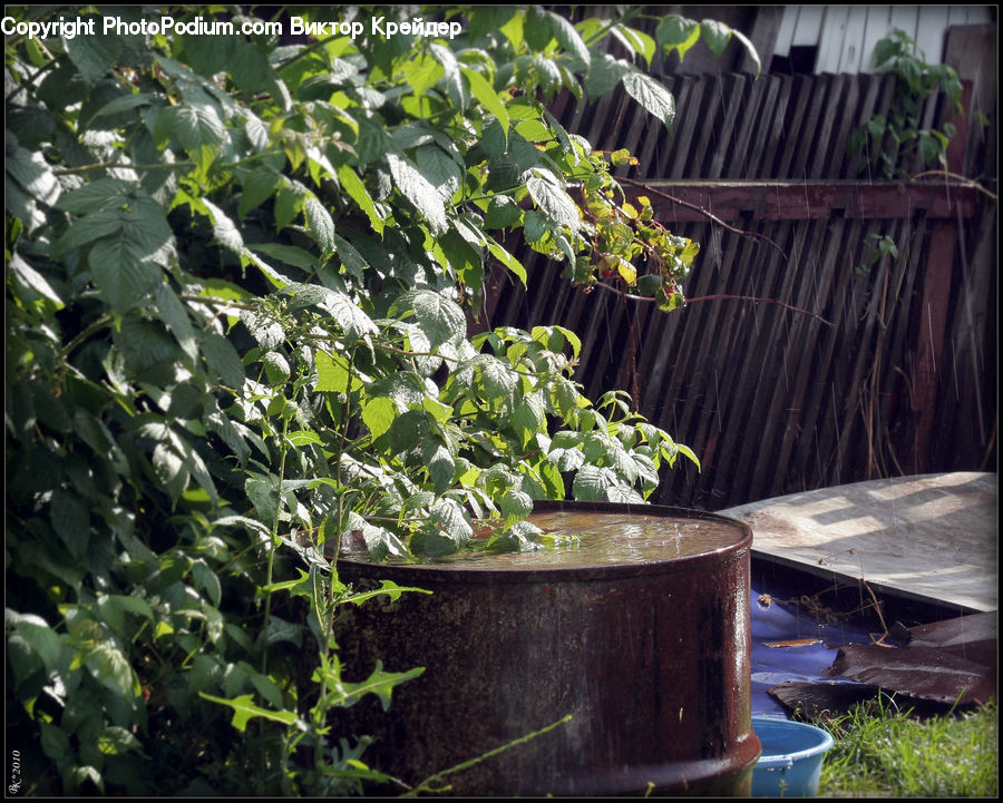 Plant, Potted Plant, Cabbage, Kale, Produce, Vegetable, Outdoors