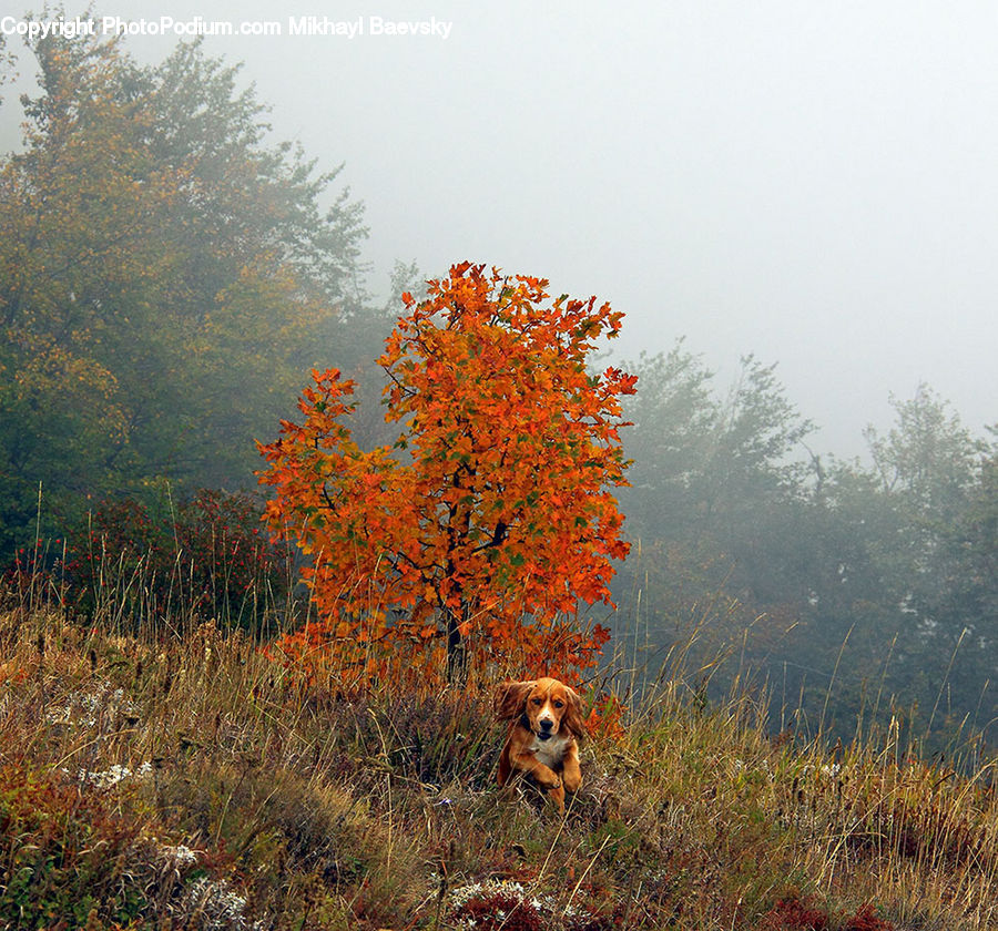 Fog, Landscape, Nature, Scenery, Conifer, Fir, Plant