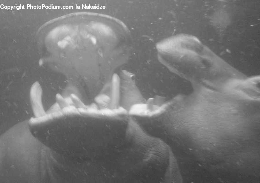 Aquarium, Aquatic, Sea Life, Water, Bubble, Finger, Hand