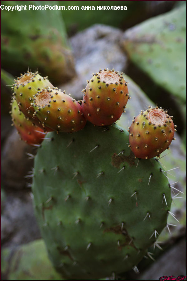 Cactus, Plant, Flora, Pollen