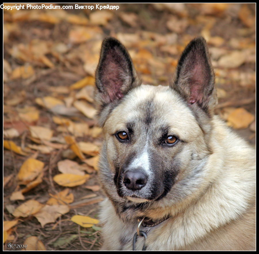 Animal, Canine, Dog, Husky, Mammal, Pet, German Shepherd