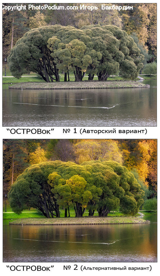 Forest, Grove, Land, Plant, Tree, Outdoors, Pond