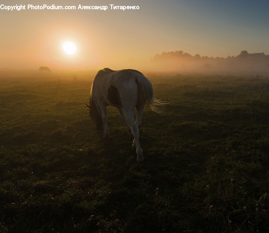 Animal, Colt Horse, Foal, Horse, Mammal, Field, Grass