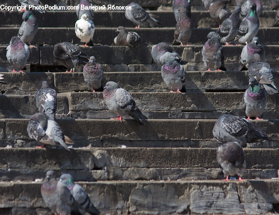 Bird, Pigeon, People, Person, Human, Dove, African Grey Parrot