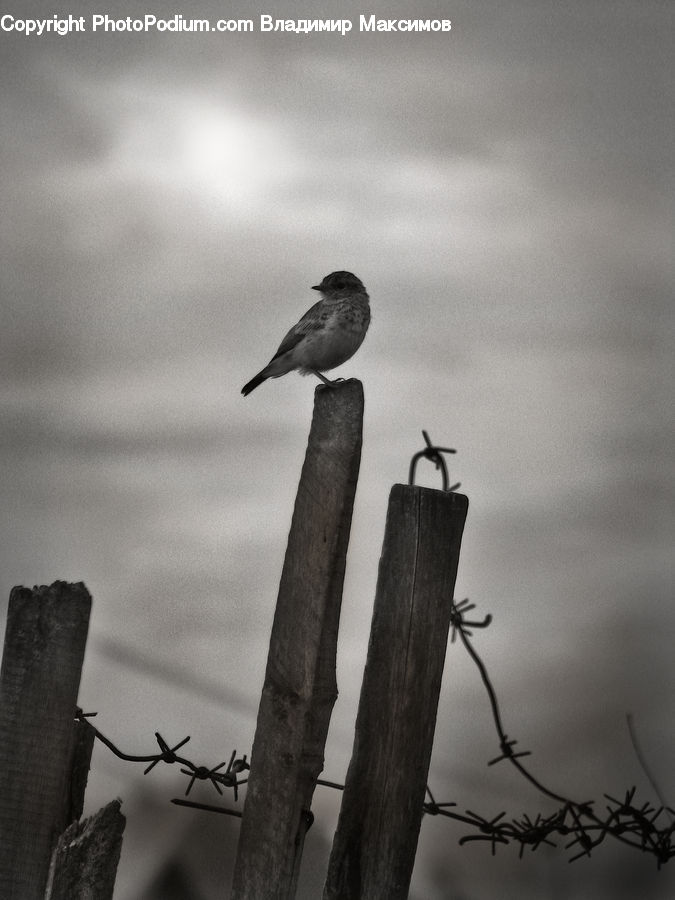 Bird, Seagull, Barbed Wire, Wire, Plant, Potted Plant, Swallow